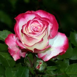 Meet your Posher, Sana